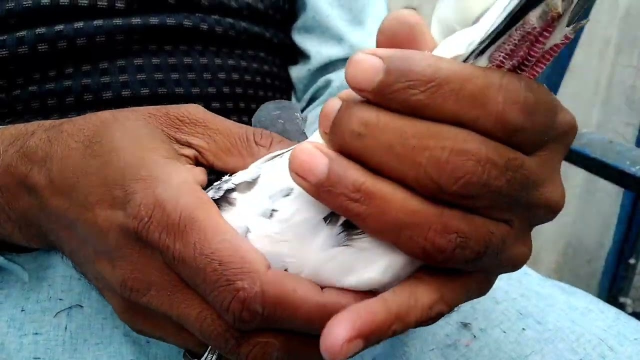 kabutar garm hai ya thanda Kesy pta lgy ga...🔔https://youtu.be/Ly23ppG51SQ
