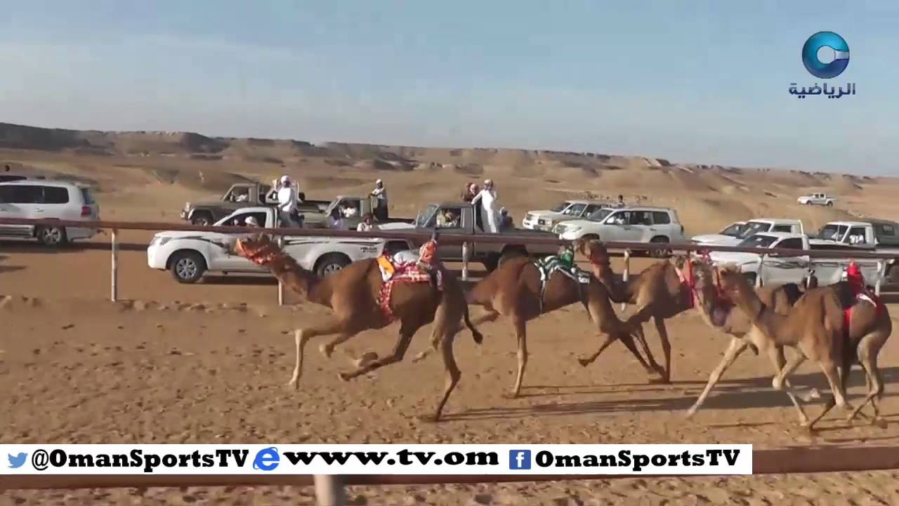 مهرجان شليم السنوي لسباقات الهجن - الموسم الخامس 2016م