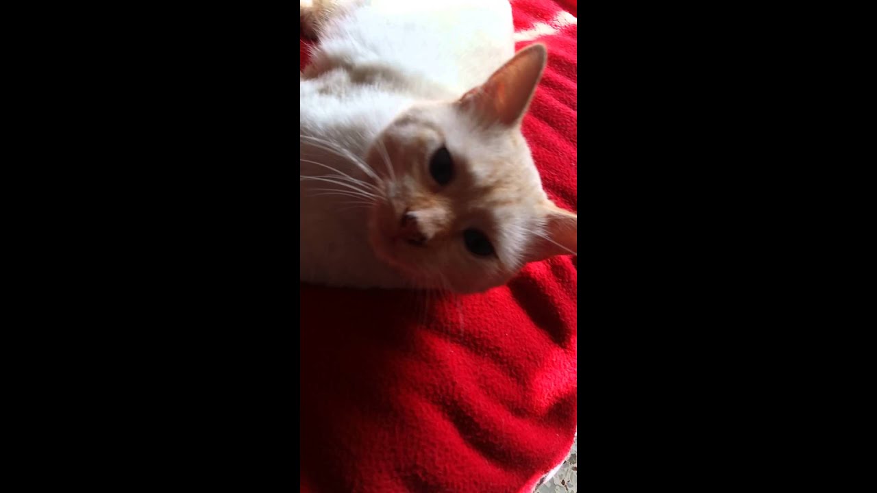 Papa gato ayuda a dormir a sus gatitos