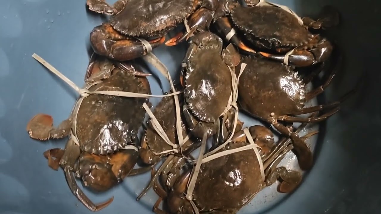 ഇന്ന് ഒരു ഞണ്ട് വേട്ടയ്ക്ക് ഇറങ്ങിയത് 🦀🦀🦀🦀🦀🦀 മട്ട് ക്രാബ്