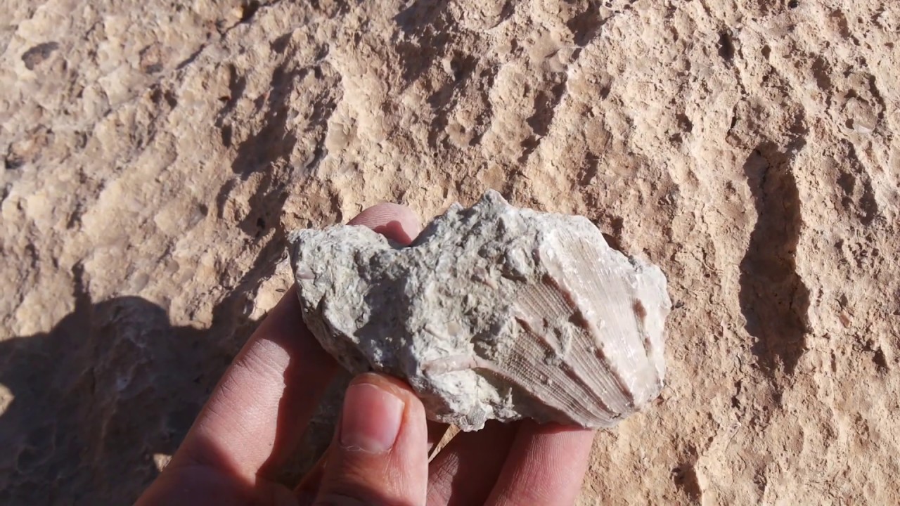 fossil hunting episode 8(fossil in marlstone)