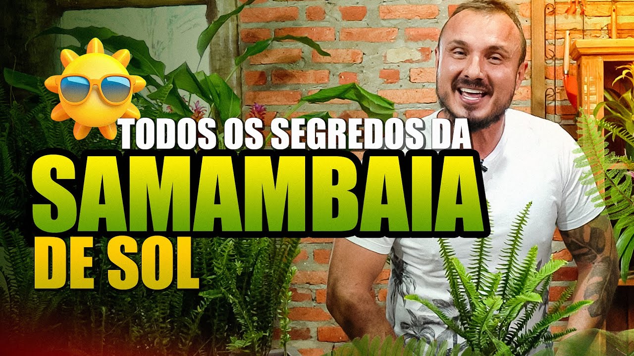 SAMAMBAIA de sol: Tudo o que VOCÊ PRECISA saber