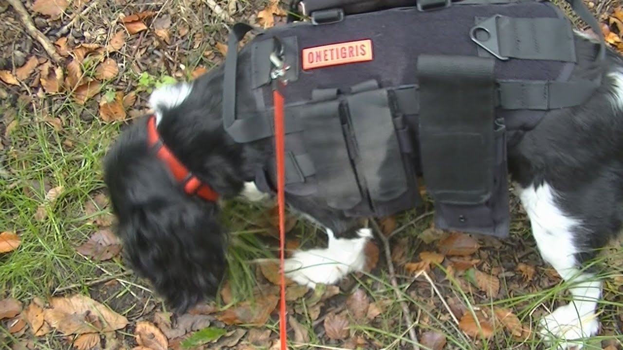 One tigris Tactical Dog Molle Vest