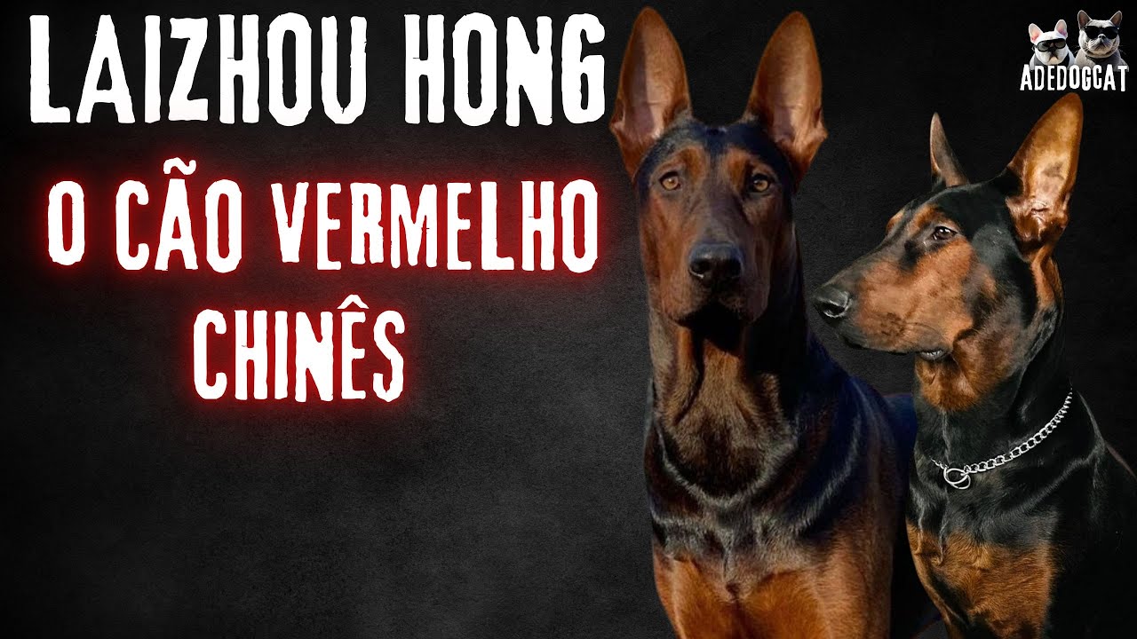 LAIZHOU HONG O CÃO VERMELHO CHINÊS -ADEDOGCAT