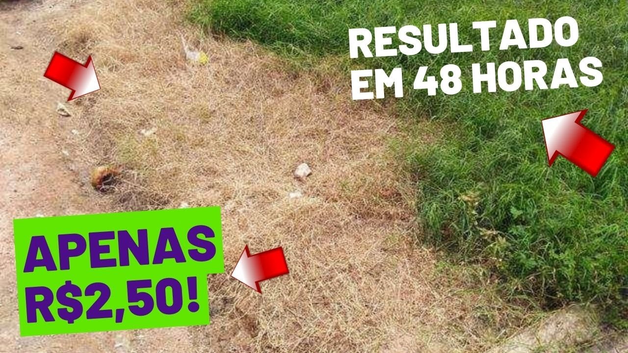MATA MATO CASEIRO(SECA TUDO) SEM VENENO😱 E COM POUCO DINHEIRO /Paty Miranda Diario Da Ro&ccedil;a