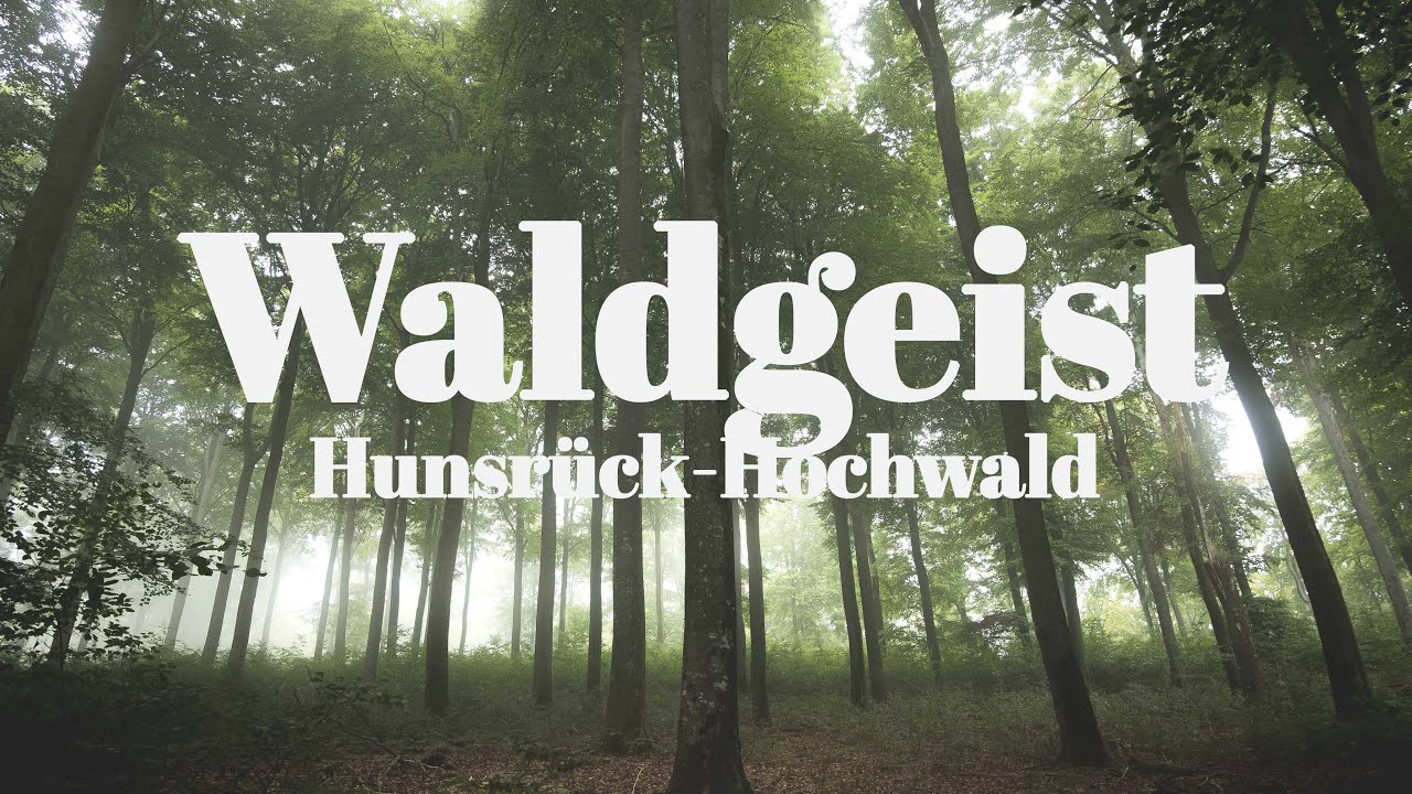 Waldgeist | Nebel fotografieren im Wald