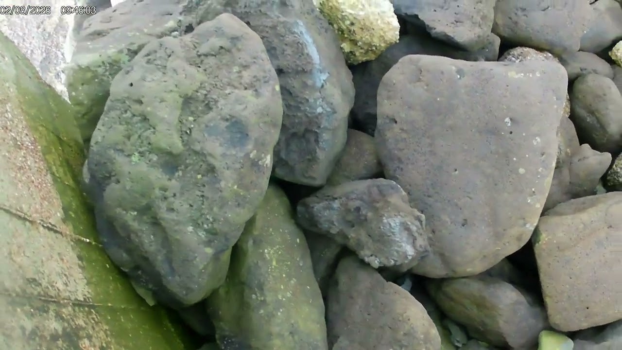 3Easy fossils, fossil hunting in Folkestone, Kent, UK, part III, 08/02/2025г.英国での化石探し #化石 #ジュラシックパーク