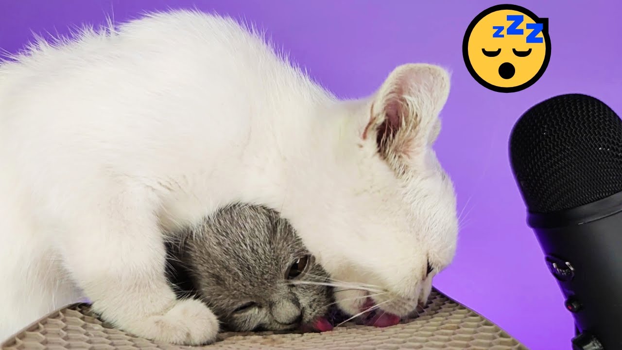 Cat Lick Mat ASMR | 99.99% You Will Relax 😴💤 