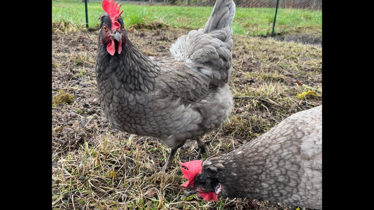 Clucky Chickens Live! Chickens Helping Me Get Ready For Garden Season ~ Relaxing