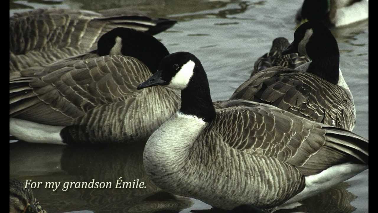 La chanson des migrateurs (English)