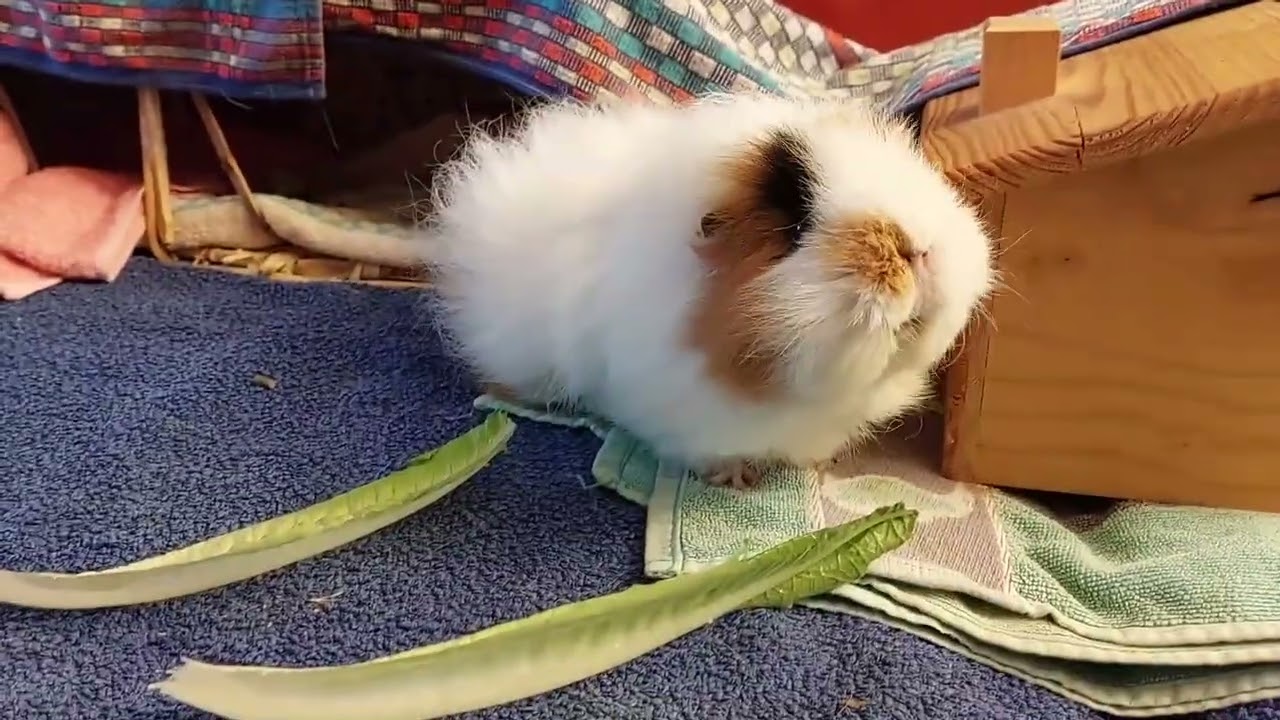Meerschweinchen Beebi