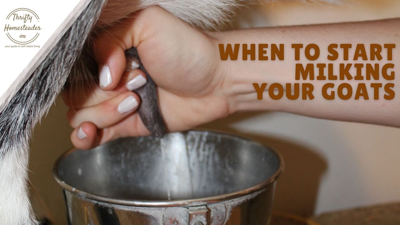 When should I start milking my goat?