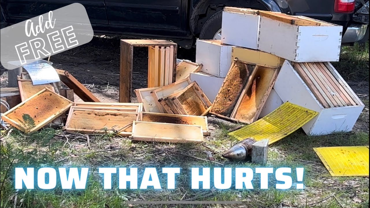 I Almost LOST All My HIVES! Its Like Spring Never Happened | 1-5-2022 | Aussiebeekeeping | #Bees