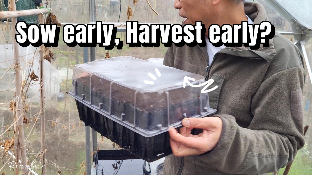When to Sow Peas for the Earliest Harvest | Is Early Sowing Worth It?
