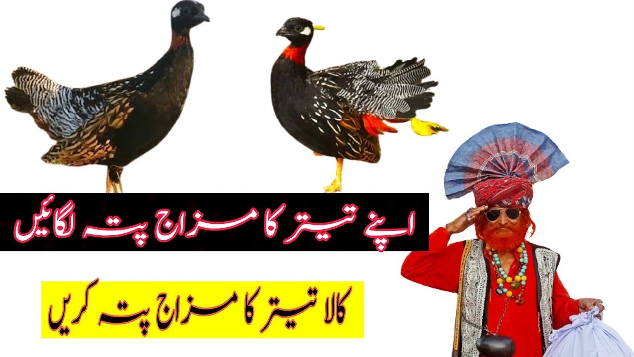 Kala Teetar ka Mizaj kese pata lgaen Thanda or Garam mizaj کالا تیتر کا مزاج کیسے جانے