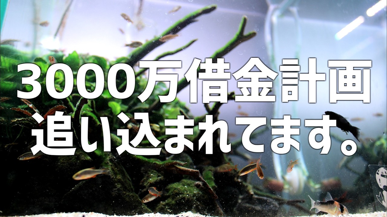 ヤバイことになってきた。夢のマイホーム計画に暗雲立ち込める…#787【アクアリウム】