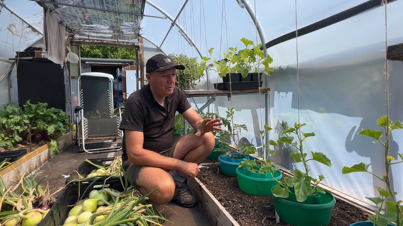 Growing melons in a polytunnel, cold-frame and low tunnels in the UK