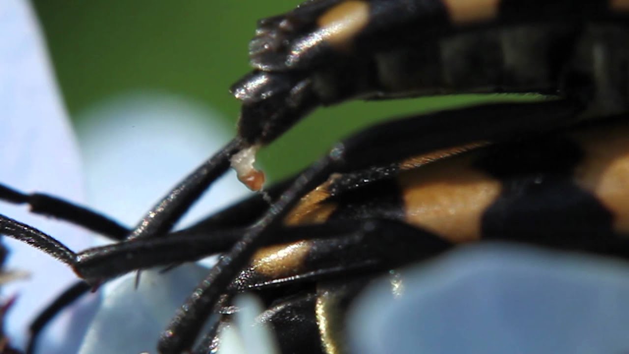 Longhorn Beetle Sex - Leptura quadrifasciata mating