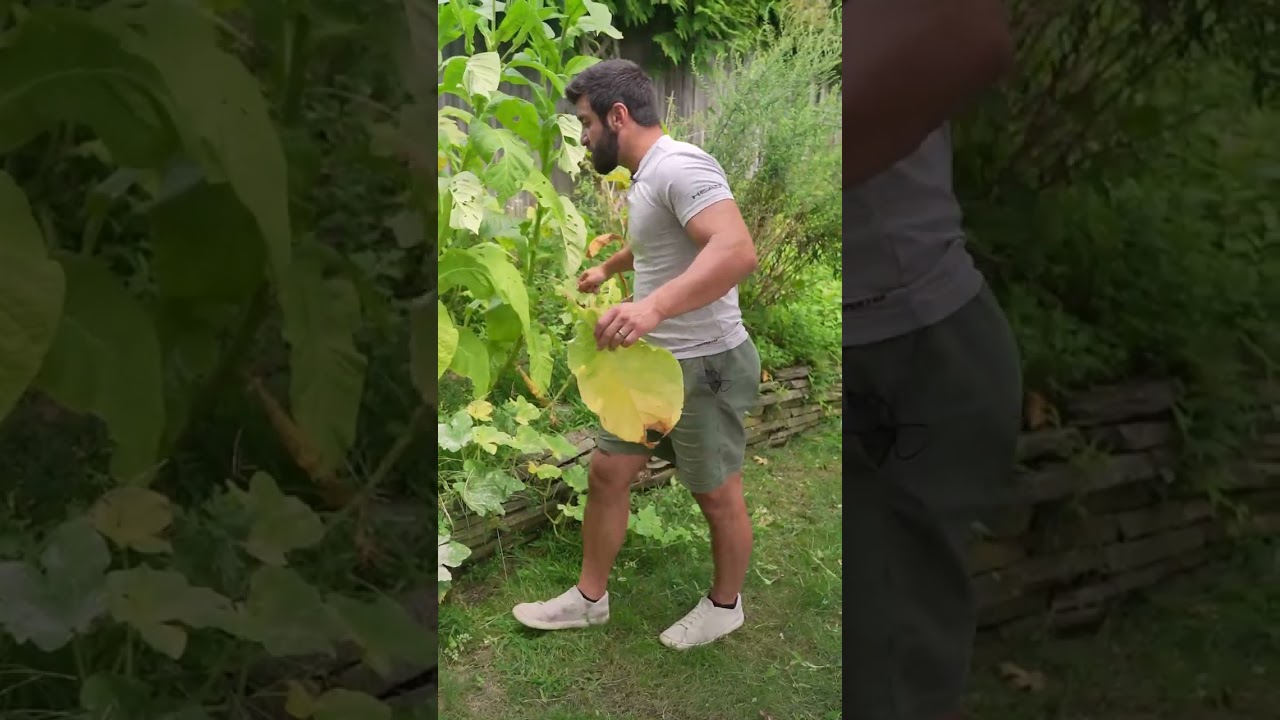 When to Harvest Tobacco Leaves