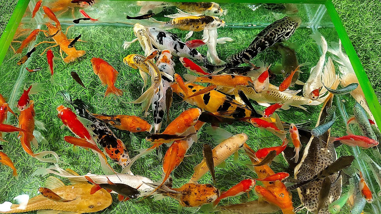 Unboxing Ikan Hias Warna Warni,Ikan koi Slayer, Ikan Mas Koki, Ikan Sepat, Ikan Patin, Ikan Lele