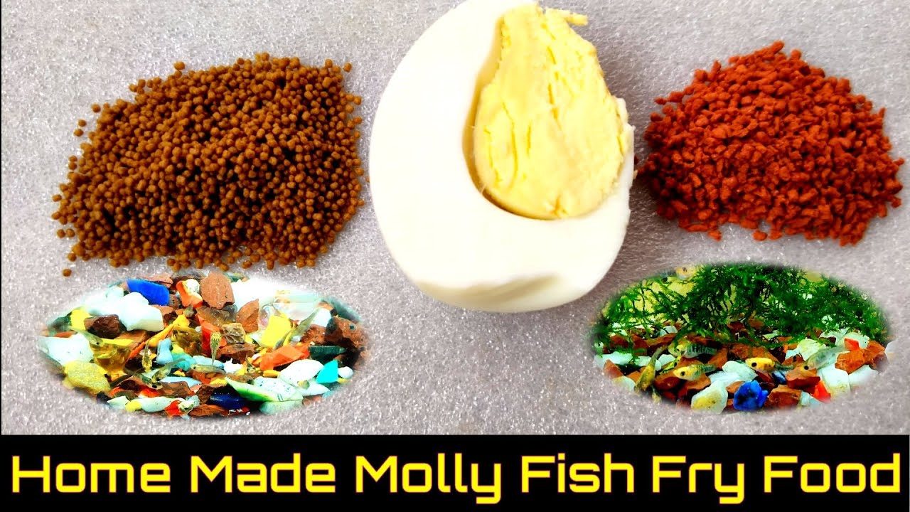 How To Make Molly Fish Fry Food At Home