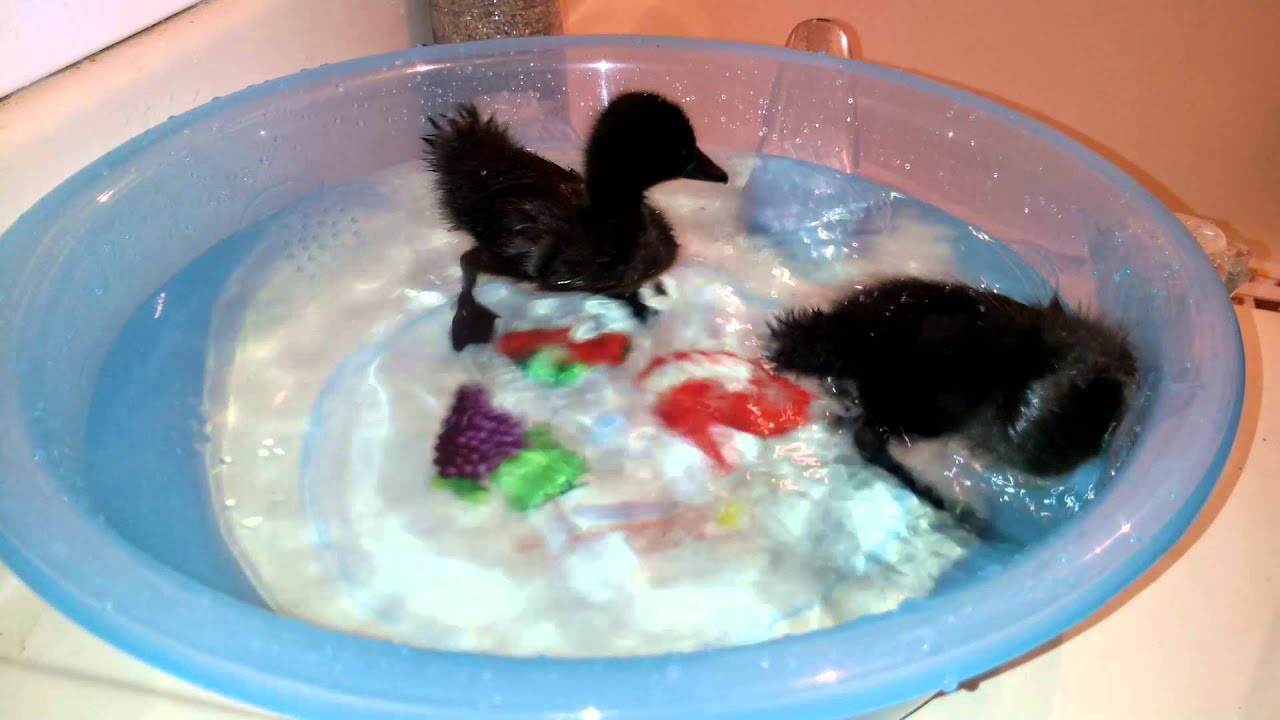 PatitO and Duck first bath Black East Indies Ducks