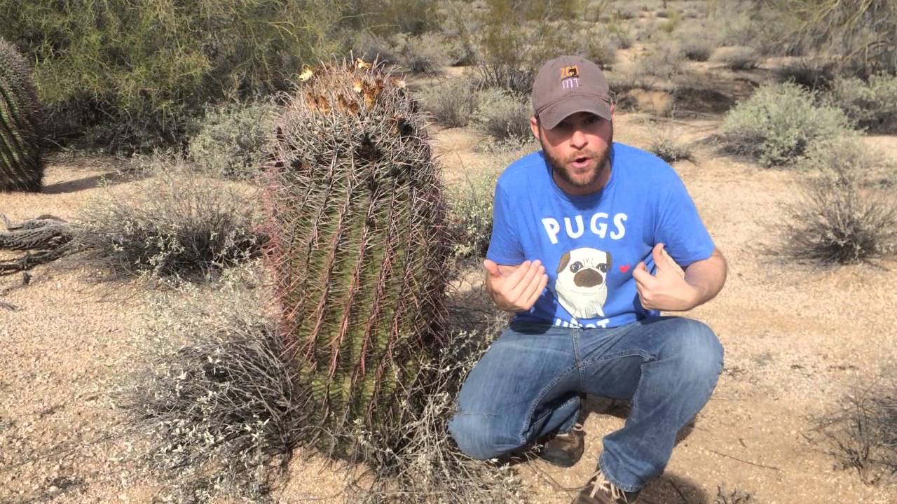 Roll out the Barrel Cactus