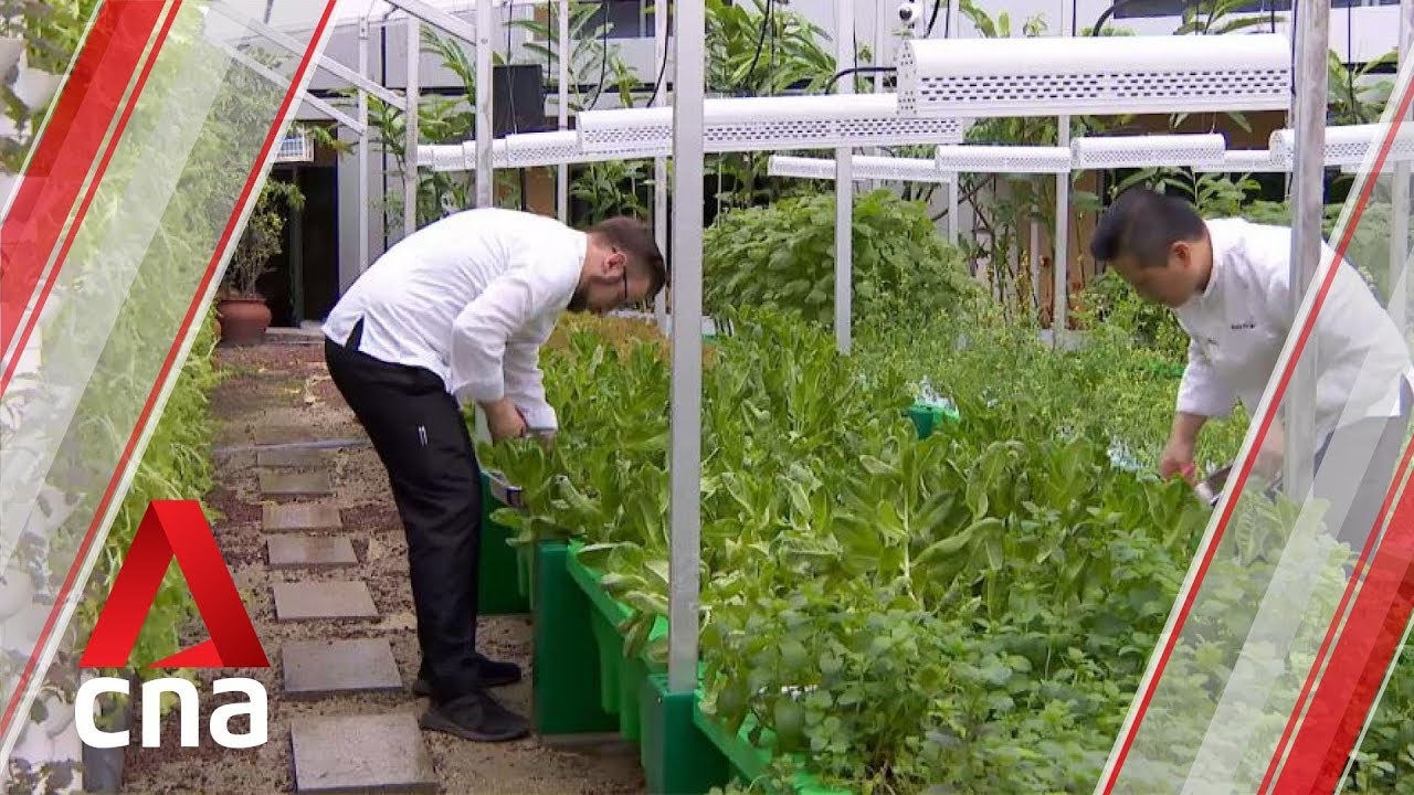 Spotlight on Singapore's first aquaponics garden within a hotel