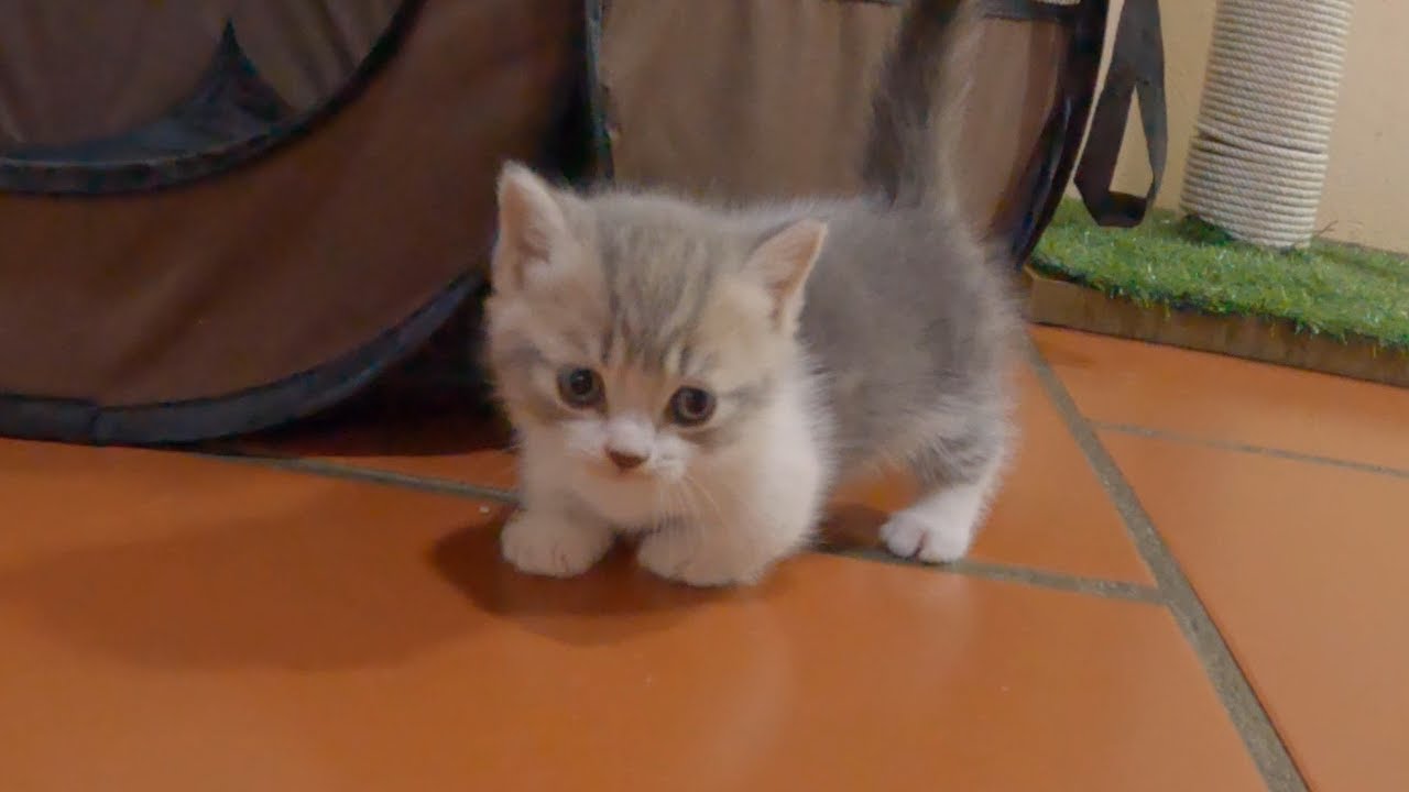 This Munchkin kitten will melt all pet lovers' hearts.