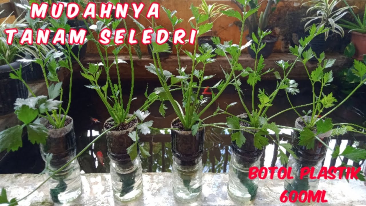 Tips Dan Tutorial Tanam SELEDRI di Botol Plastik!!