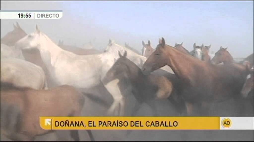 Andaluc&iacute;a Directo - El camino de vuelta de la saca de las yeguas