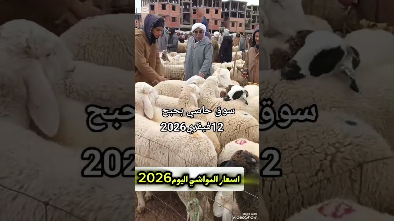 اسعار المواشي الجزائر اليوم: سوق المواشي حاسي بحبح الجلفة 12/2/2026 دخول جدي رمضان والخروف بقوة 🧐