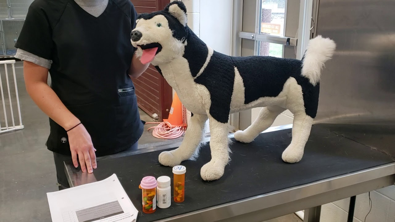 Vet Science CDE- Administe Oral Tablet/Capsule