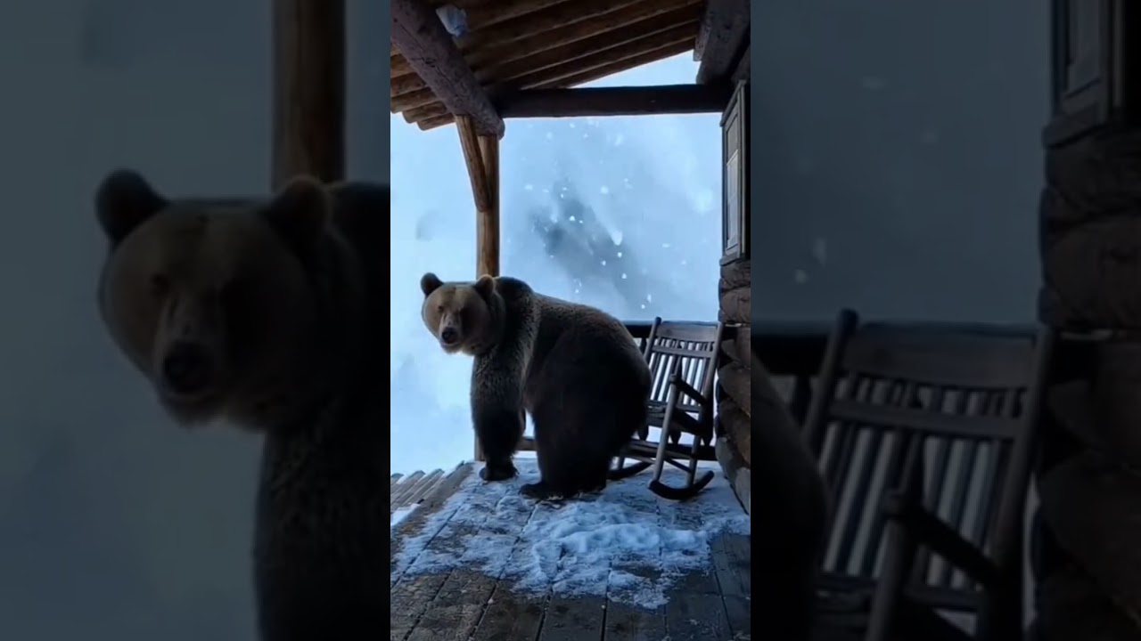 a bear that was almost hit by an avalanche