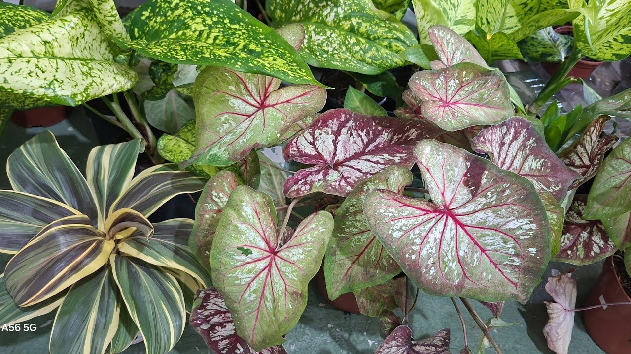 🌿 Plantas Disponíveis para Venda 🌱 + Mudanças no Meu Jardim | Novidades Verdes