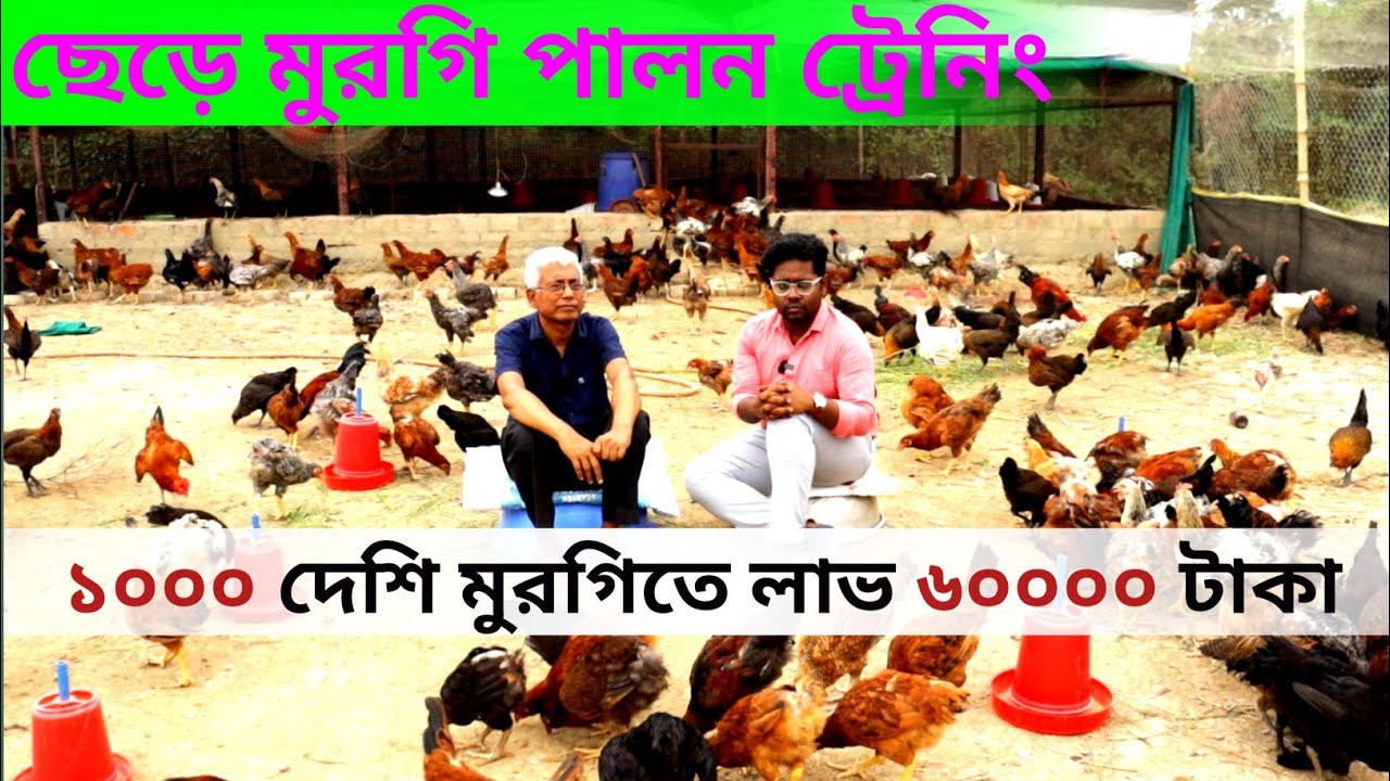 ছেড়ে কমার্সিয়ালই মুরগি পালন | free range poultry farming | ১০০০ হাজার মুরগিতে আয় ৬০০০০ হাজার টাকা