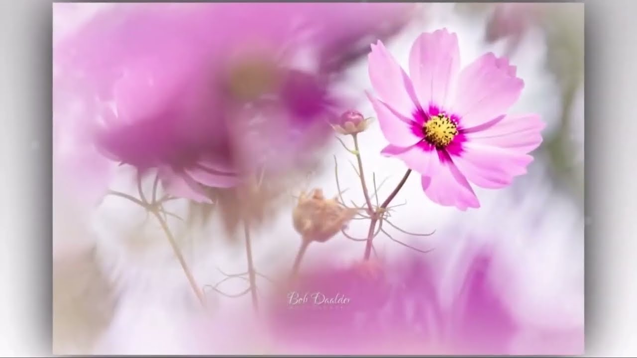 Bob Daalder Flowers, Fine Art Photography