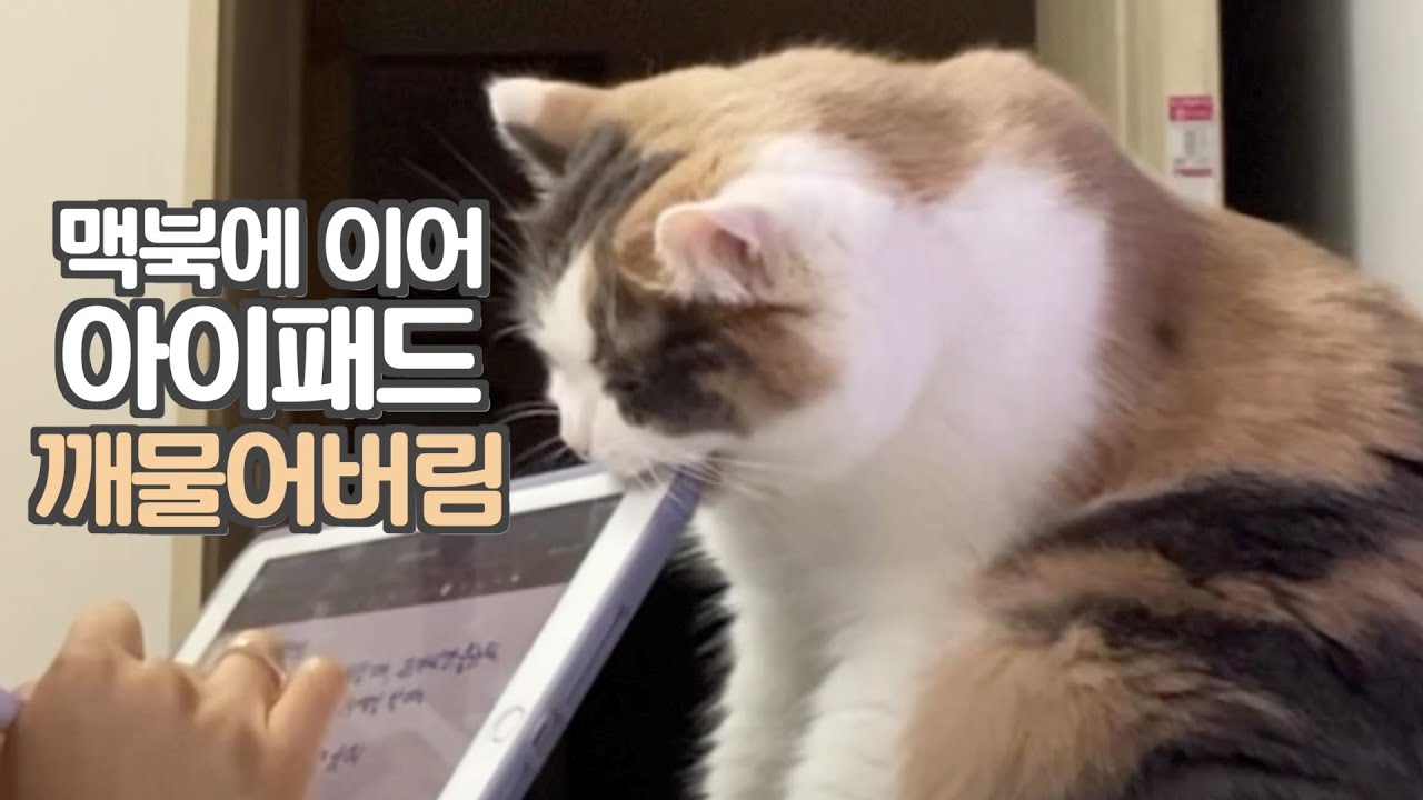 ENG) 방해하는 방법도 가지가지