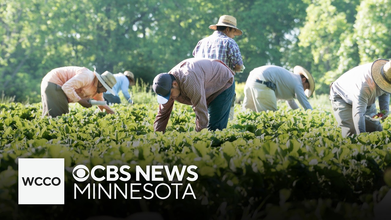 Immigration crackdown hits Minnesota farms | Talking Points
