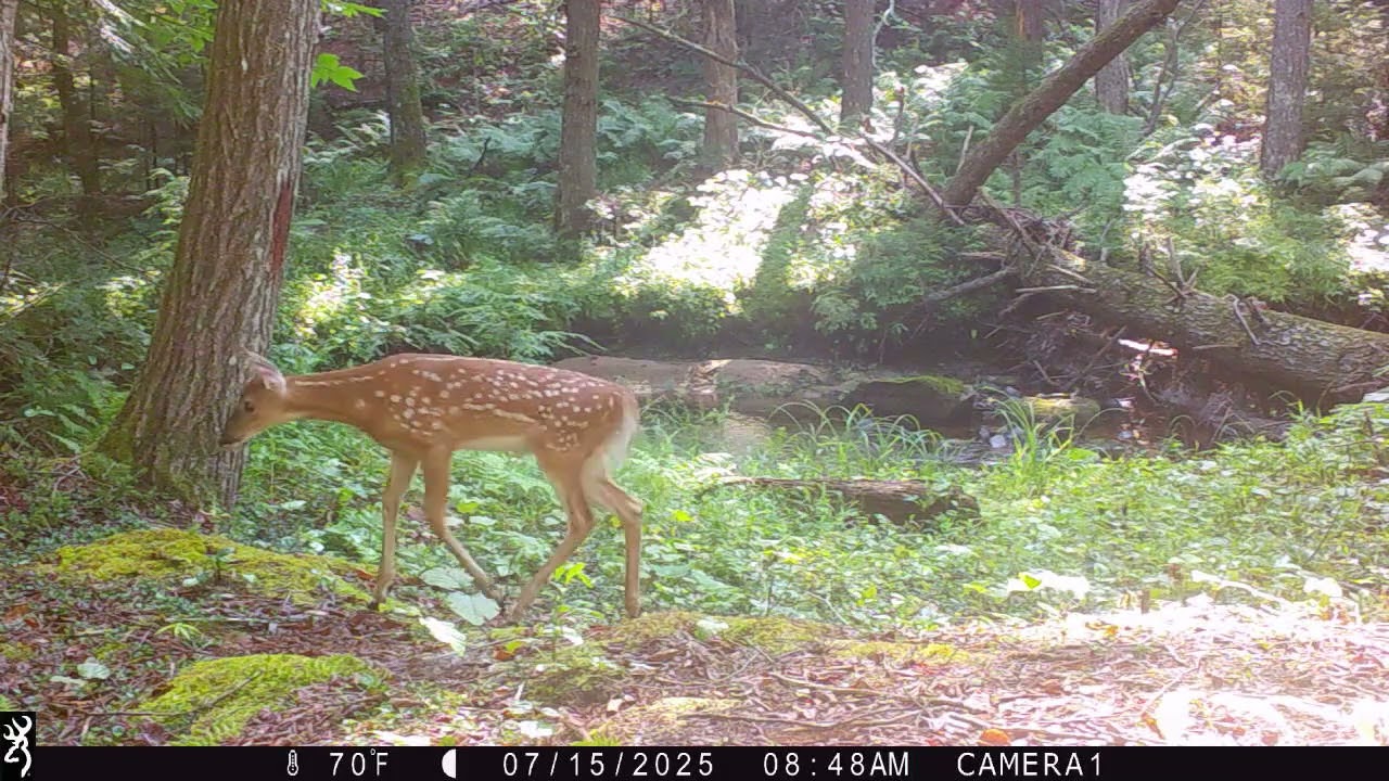 JULY 2025 GAME CAMERAS