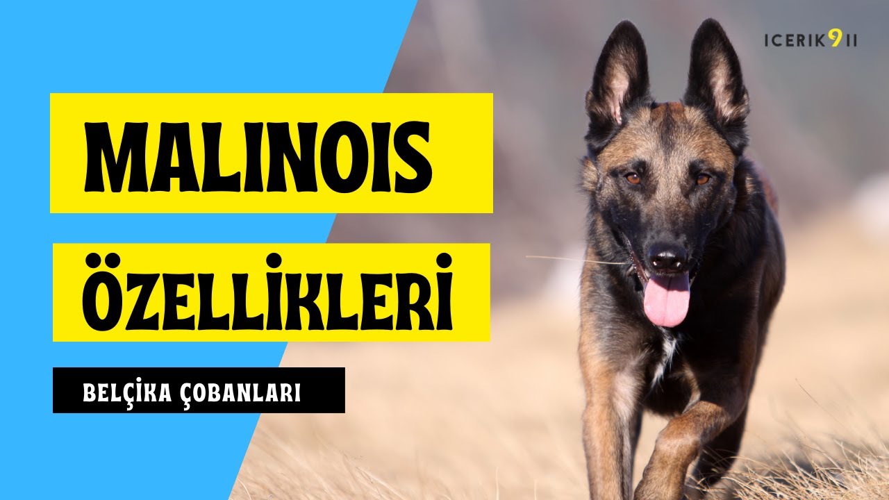 Takıntılı Irk Malinois (Köpek Irkları)