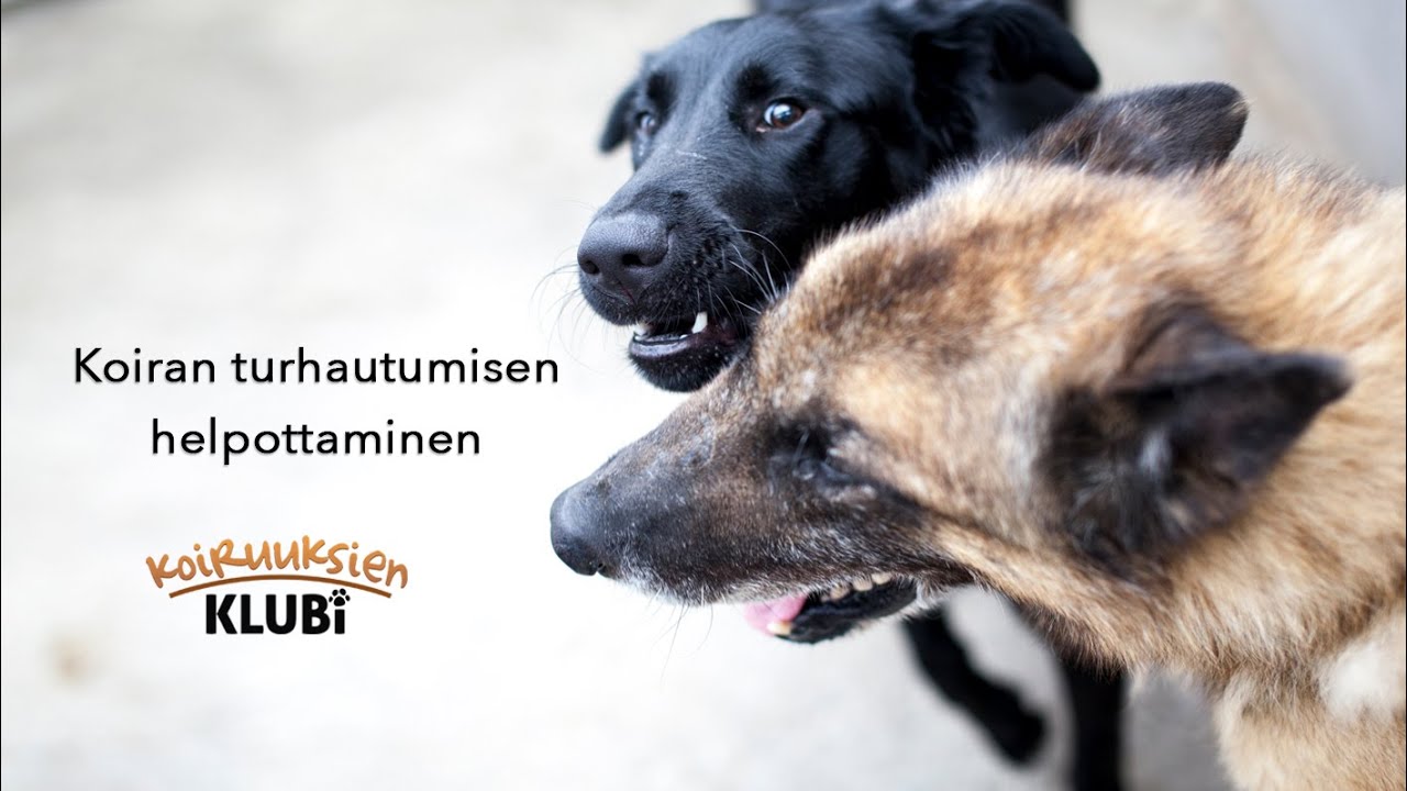 Kuinka vähentää koiran turhautumista?