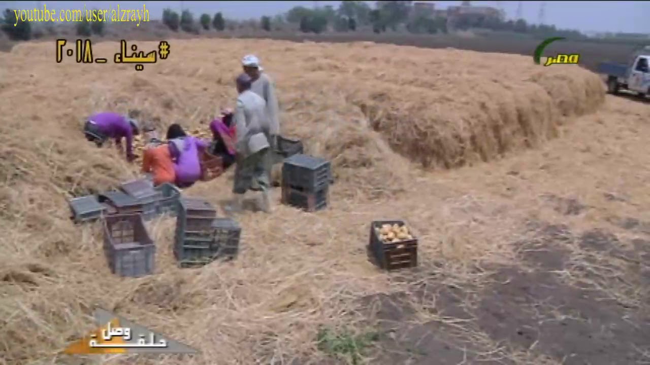 زراعة البطاطس كيفية التخزين السليمة ومكافحة افات التخزين ودودة افات البطاطس والتريكوجرما
