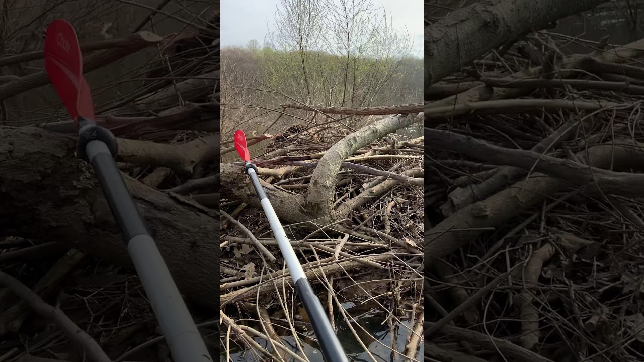 Are Beavers Really Friendly Or Viscous!!! Find Out For Yourself….