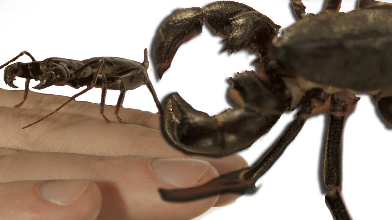 Slow motion whip scorpion spraying vinegar *WORLD FIRST?* Slo Mo #4 | BBC Earth Explore