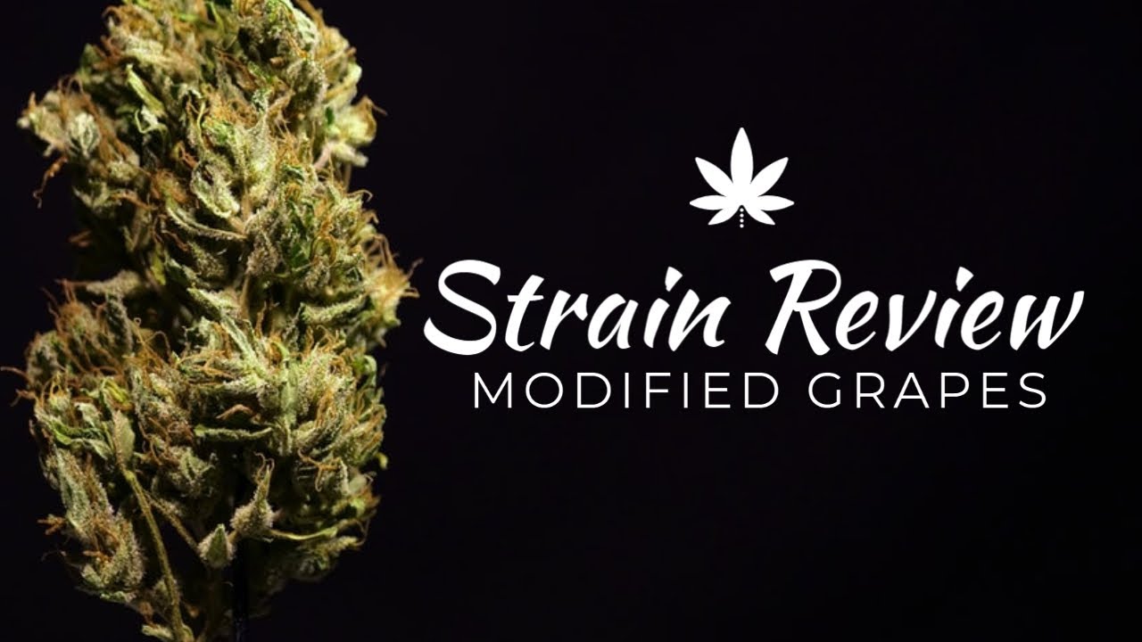 Strain Review - Modified Grapes
