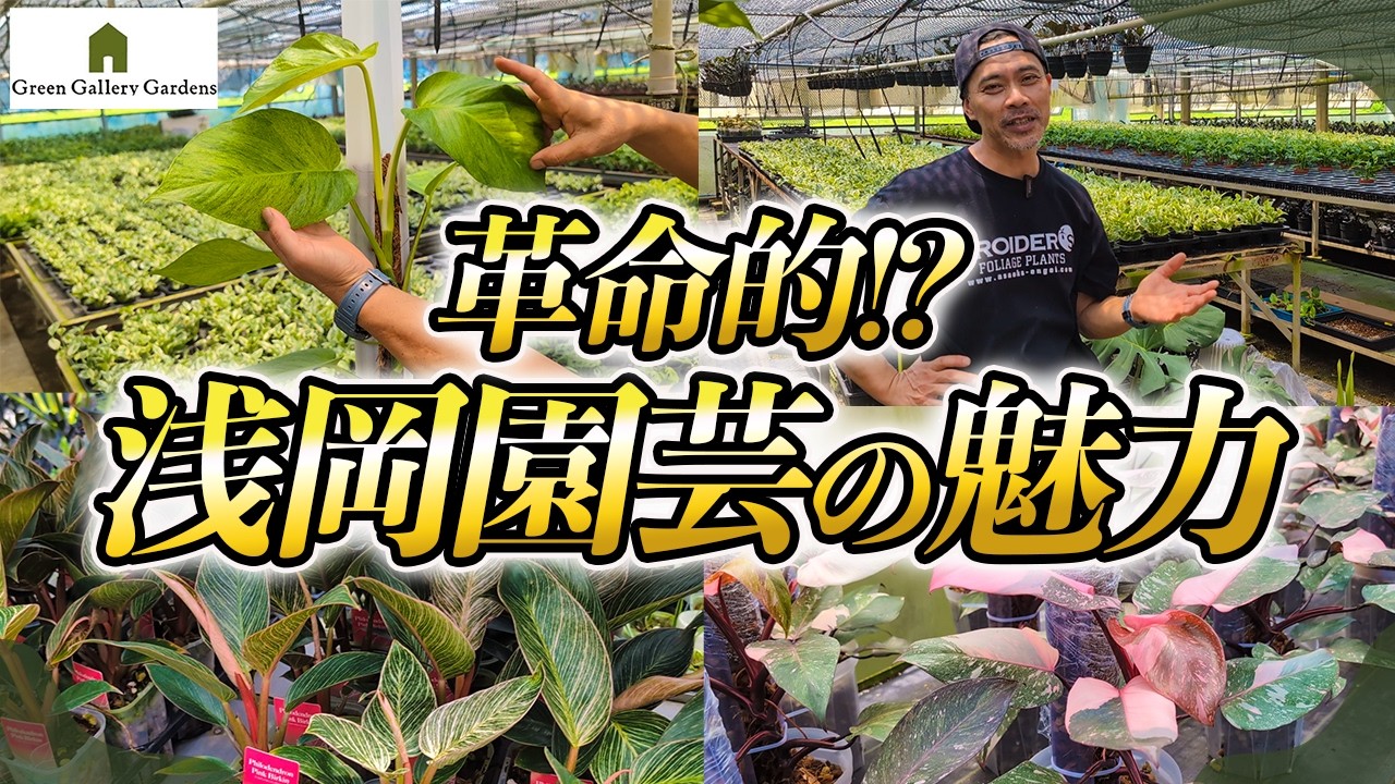 【観葉植物】浅岡園芸ポトス革命チャンネルとのスペシャルコラボ!!観葉植物の魅力を存分に伝えます!!【園芸店】【ガーデニング】