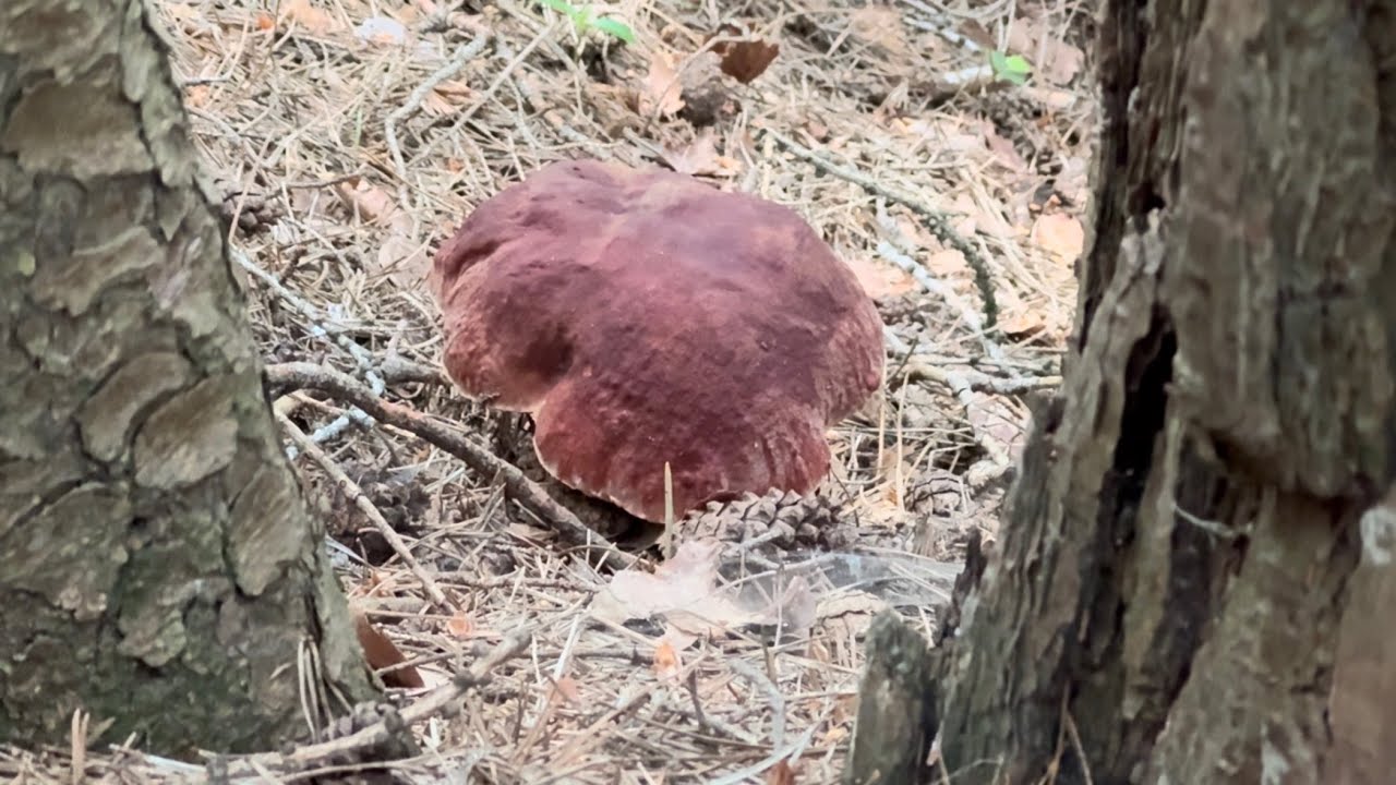 FUNGHI PORCINI 2024🔴Tutto in Pineta🔴