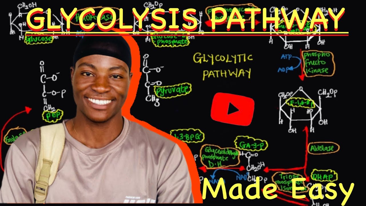 Glycolysis Explained: Key steps, Enzymes, and Importance in cellular Respiration | MADE EASY