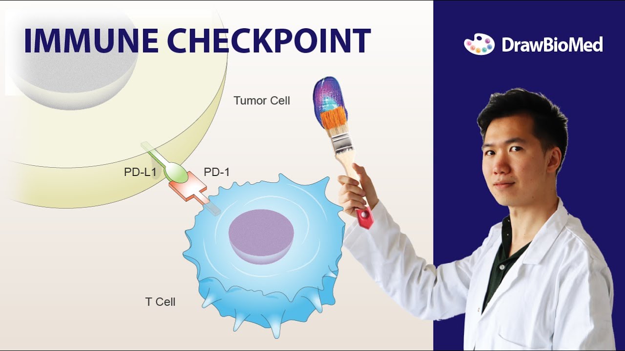 How to draw Immune Checkpoint Illustration in Adobe illustrator | Graphical abstract